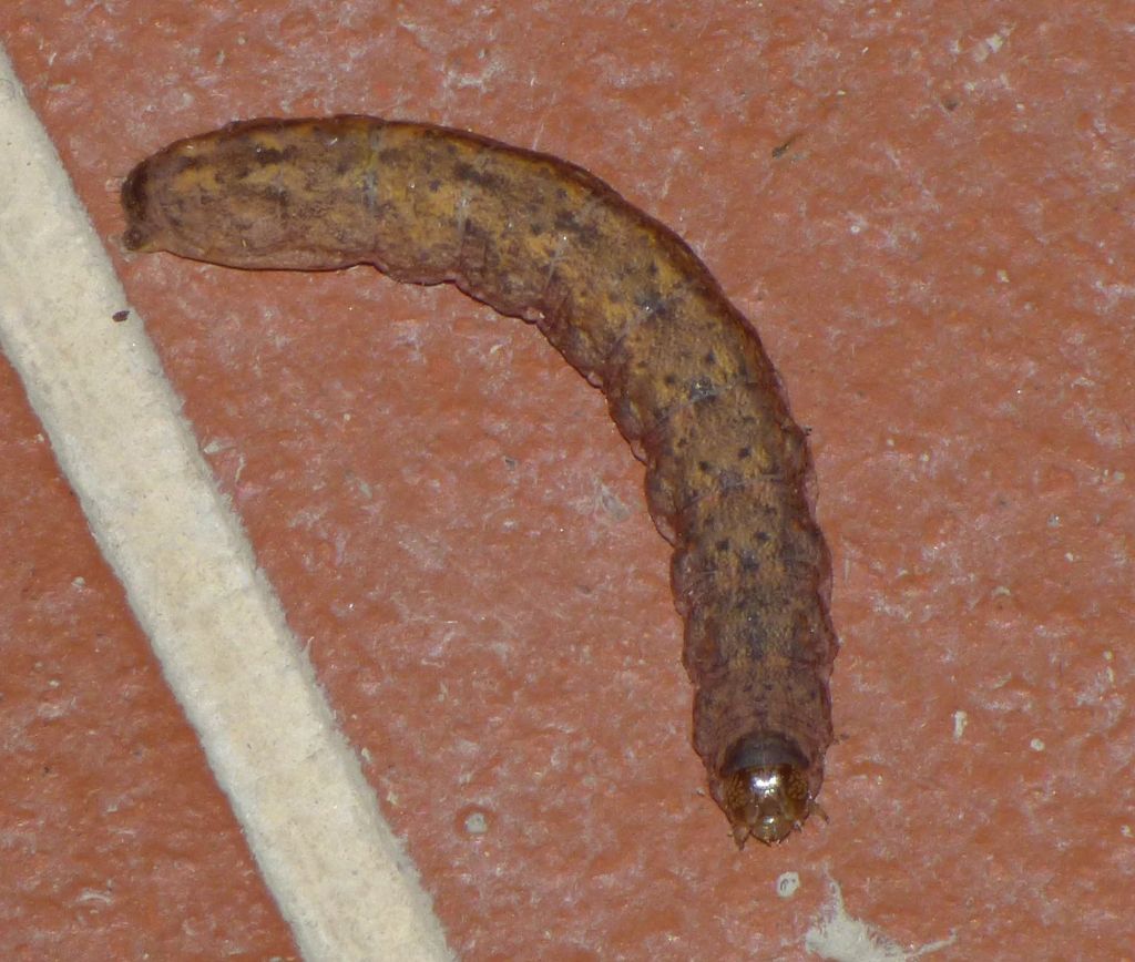 Bruco da identificare - Cfr. Mniotype solieri, Noctuidae